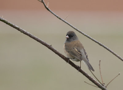 Oregon Junco