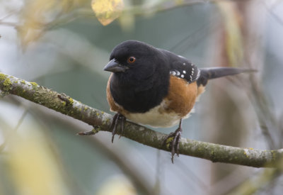 Spotted Towhee