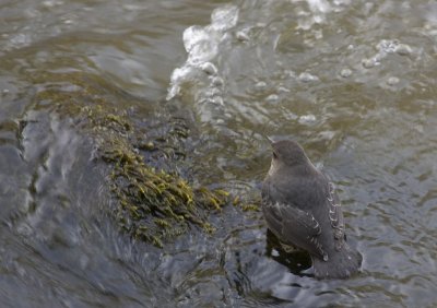 American Dipper