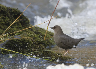 American Dipper