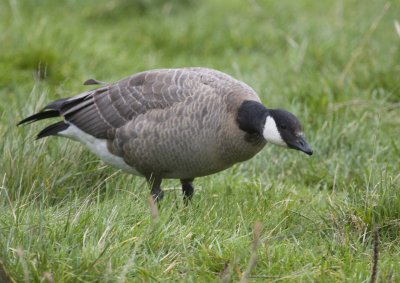 Cackling Goose