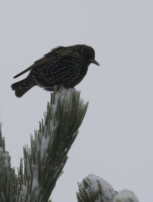 European Starling