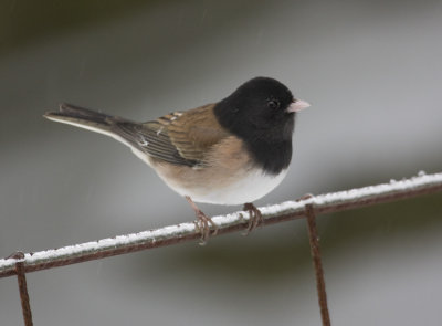 Oregon Junco