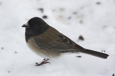 Oregon Junco