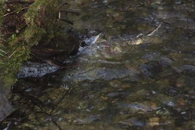 Chum Salmon