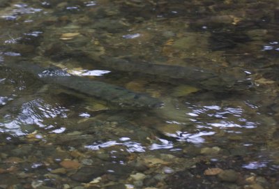 Chum Salmon