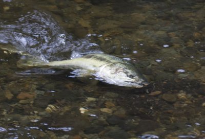 Chum Salmon