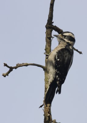 Downy Woodpecker