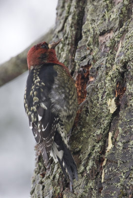 Red-breasted Sapsucker