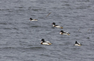 Common Shelduck