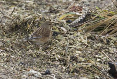 Eurasian Linnet