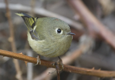 Ruby-crowned Kinglet