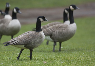 parvipes Canada Goose