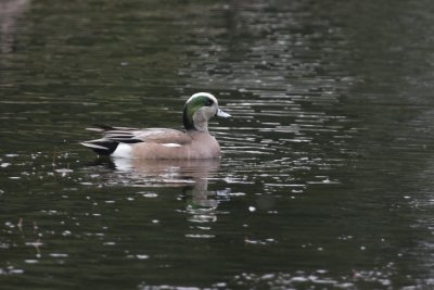 American Wigeon