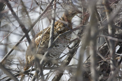 Ruffed Grouse