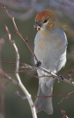 Pine Grosbeak