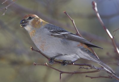 Pine Grosbeak