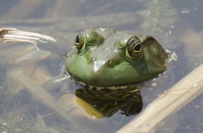 Bull Frog