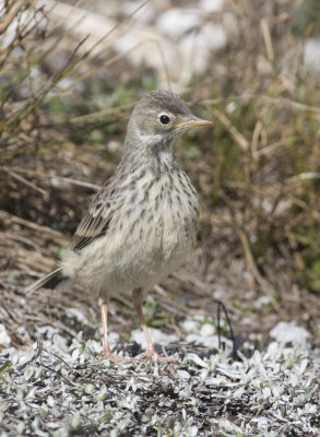 Pipits