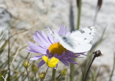 Cabbage White on an Aster