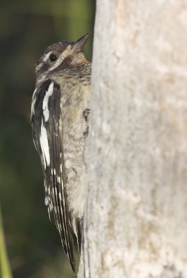 Red-naped Sapsucker