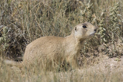 White-tailed Prairie Dog