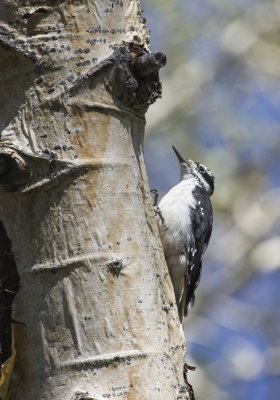 Hairy Woodpecker