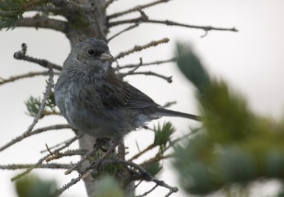 Gray-headed Junco