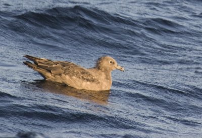 South Polar Skua