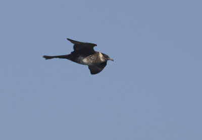 Pomarine Jaeger