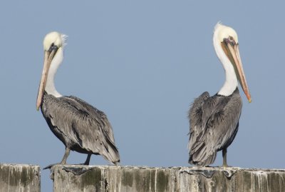 Brown Pelican