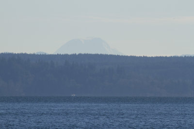 Mount Adams from Nisqually Reach