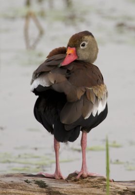 Black-bellied Whistling Duck