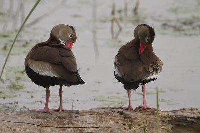 Black-bellied Whistling Duck