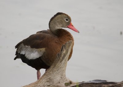 Black-bellied Whistling Duck