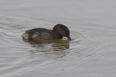 Least Grebe