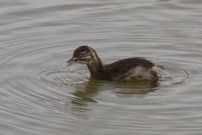 Least Grebe