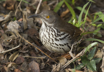Long-billed Thrasher