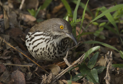Long-billed Thrasher