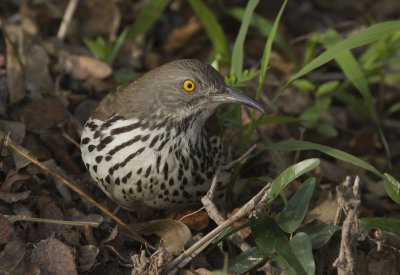 Long-billed Thrasher