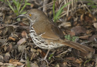 Long-billed Thrasher
