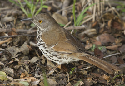 Long-billed Thrasher