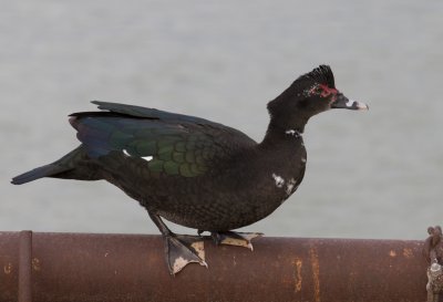 Almost a Muscovy