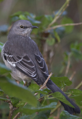 Northern Mockingbird