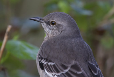 Northern Mockingbird