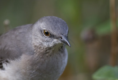 Northern Mockingbird