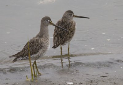 Long-billed Dowitcher