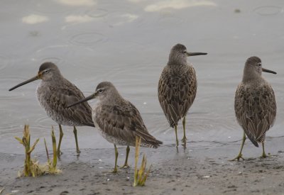 Long-billed Dowitcher