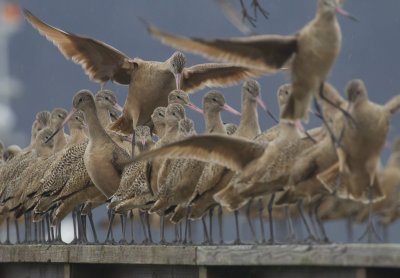 Marbled Godwit