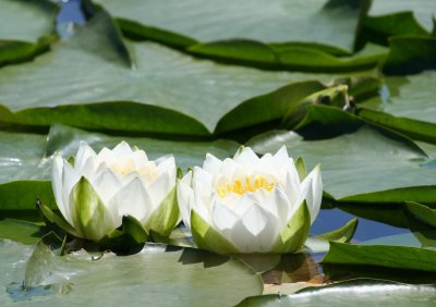 Water Lilly